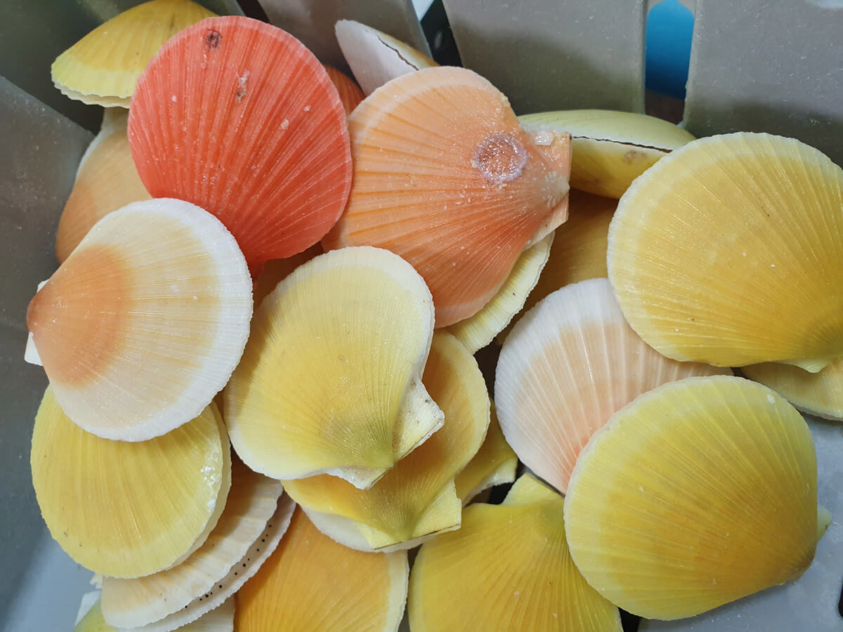 Clams NZ Fresh Clams New Zealand