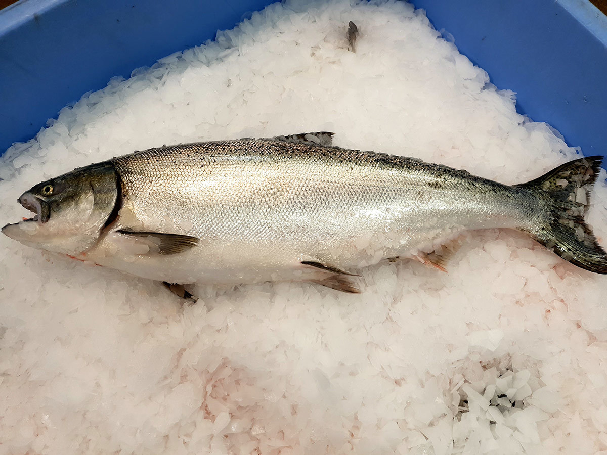 Fishery Company NZ Sustainable Fish New Zealand