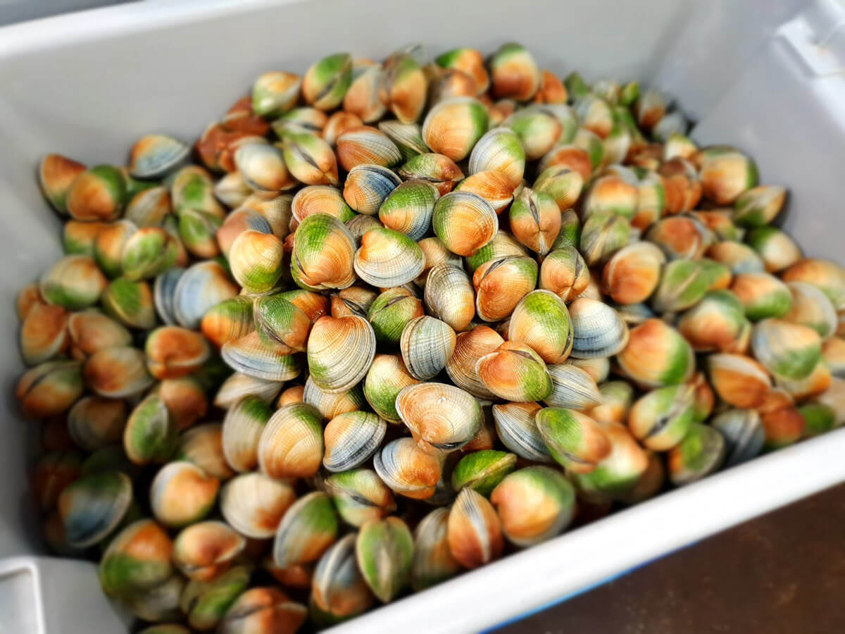 Littleneck Clam NZ New Zealand Clams Clam Suppliers