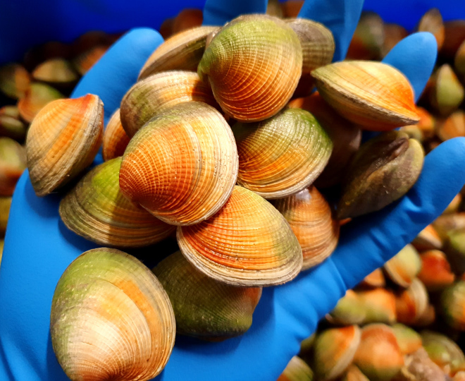 Southern Clams Ltd Seafood Supplies New Zealand